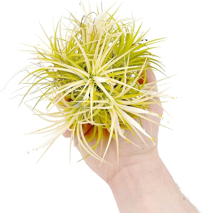 ragnaroc Air Plants - Tillandsia Ionantha Druid Ball, Jumbo 6-9" - 1ct - Live Arrival Guaranteed - House Plants for Home Decor & Gift