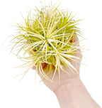 ragnaroc Air Plants - Tillandsia Ionantha Druid Ball, Jumbo 6-9" - 1ct - Live Arrival Guaranteed - House Plants for Home Decor & Gift