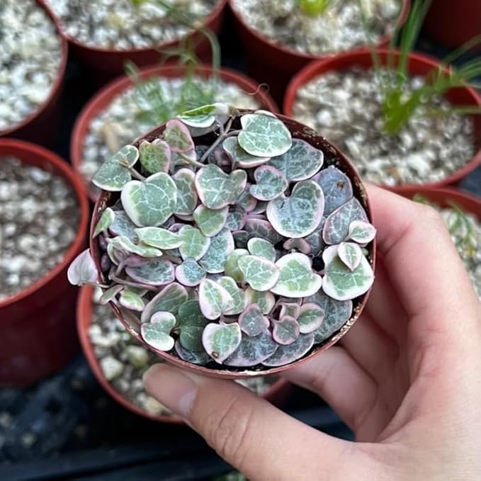 Ceropegia Woodii Variegated String of Hearts Plant Live, Trailing Succulent Vine, Rare Live Indoor Plant in Pot