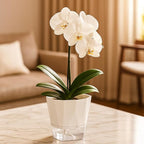6 Pack Self Watering Pots for Indoor Plants, 5 Inches Self Watering Planters Small African Violet Self Watering Clear Pots for Plants Herb Orchid Flower Houseplant Pots, White
