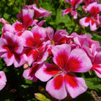 Set 2 Geranium Plants Live, 4-9 Inches Tall, Hardy Flowering Geraniums for Garden or Pots, Fragrant Perennial Blooms (Rose Geranium)
