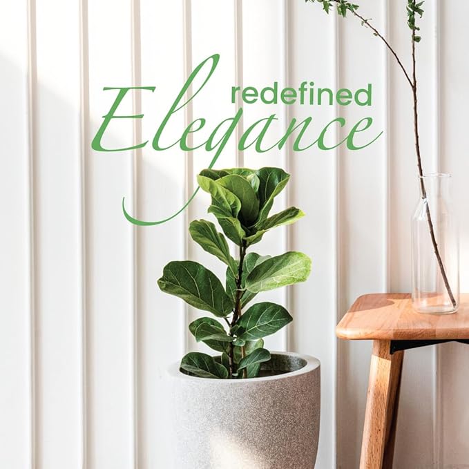 American Plant Exchange Live Fiddle Leaf Fig – 6-Inch Pot – Bold Leafy Indoor Plant for Bright Spaces
