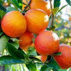 Brighter Blooms - Blood Orange Tree, 1-2 ft. - No Shipping to AK, AL, AZ, CA, FL, GA, HI, LA, MS, OR, TX
