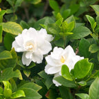 2 Jasmine Plants Live, Climbing Jasmine Flower Plant, Zone 4 to 11, 5 to 7 Inc in Height (Frost Proof Gardenia)