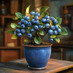 Blueberry Bonsai Tree Seedling – 1 Year Old Live Plant, Well Rooted Fruit Bearing Shrub for Container Growing, Edible Bonsai Starter for Patio, Indoor or Outdoor Gardening