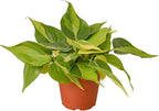 Philodendron Hederaceum Brasil Live Plant for Indoor | Different Houseplants in 4'' & 6'' Pot | Real House Plant for Living Room, Office, Desk & Bathroom | Cordatum