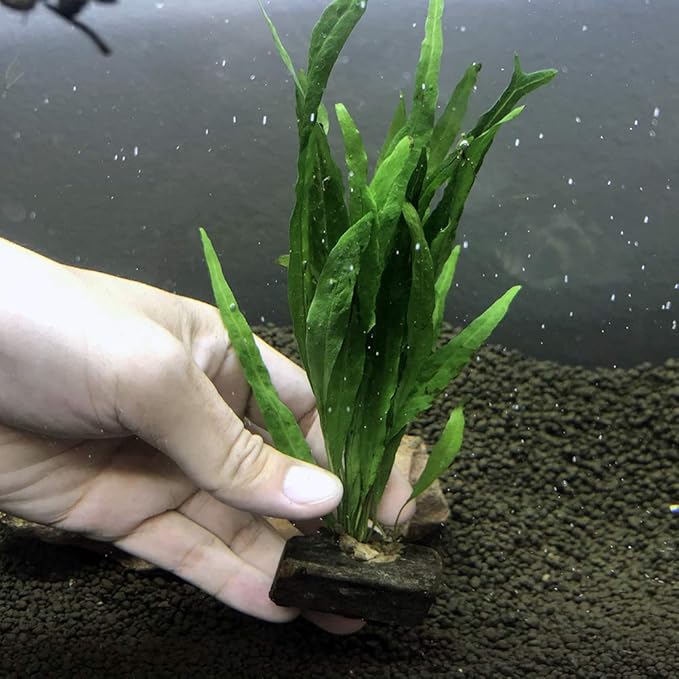 Live Plants on Driftwood | Aquatic Plants for Aquariums and Vivariums (Microsorum on Small Driftwood)