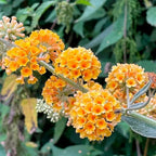 Yellow Orange Butterfly Bush Live Shrub Plant Shrub, Buddleia Bush Well Rooted, 5 to 10 Inc Tall