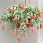 Cotyledon Pendens Succulent Plant Live – 2 Inch Pot | Rare Trailing Houseplant | Easy-Care Indoor Succulent