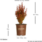 Southern Living Orange Rocket Barberry (1.5 Gallon) Deciduous Shrub with Unique Foliage - Full Sun to Part Shade Live Outdoor Plant American Beauty Berry Forsythia Plant