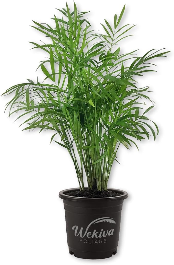 Neanthe Bella Parlor Palm - 3 Live Plants in 4 Inch Pots - Chamaedorea Elegans - Beautiful Clean Air Indoor Houseplant