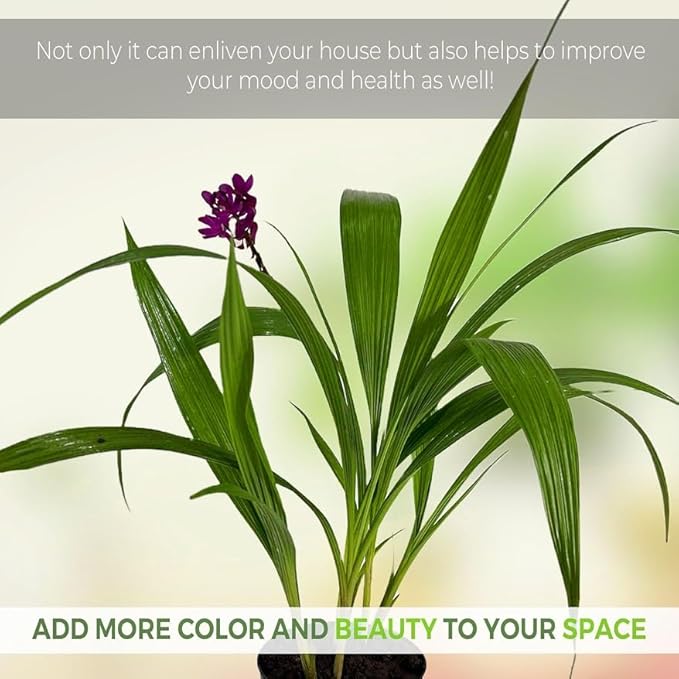 LEAL PLANTS ECUADOR Spathoglottis Plicata (Pack of 2) | Vibrant Purple Philippine Ground Orchid | Tropicals Plants | Low Maintenance Plant | Purple Flower Plant Live