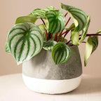 Peperomia Watermelon Live Plant for Indoor | Different Houseplants in 4'' & 6'' Pot | Real House Plant for Living Room, Office, Desk & Bathroom | Begonia | Peperomia argyreia