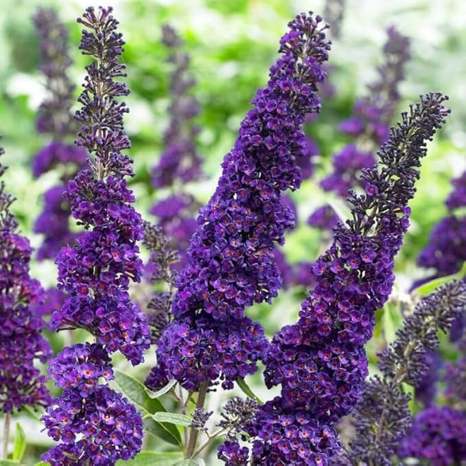 Black-Purple Butterfly Bush Live Shrub Plant Shrub, Buddleia Bush Well Rooted, 5 to 10 Inc Tall