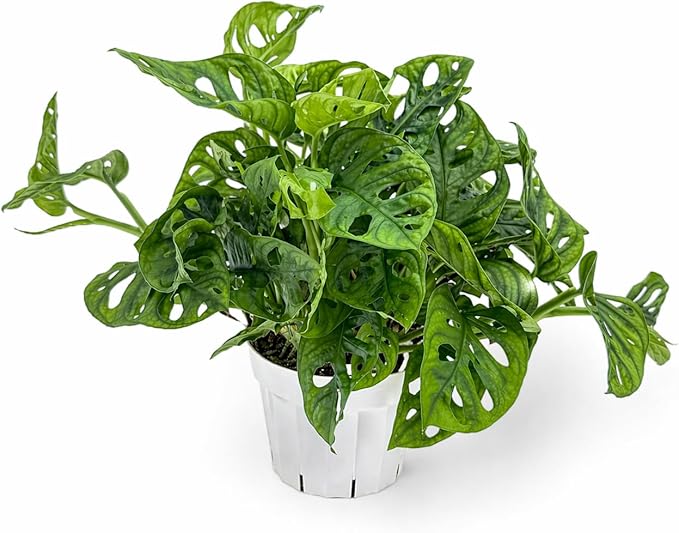 Monstera Adansonii Live Plant, Swiss Cheese Vine, Trailing Indoor Plant, Hanging Plant, Easy Care Houseplant, Indoor Plants Live Houseplants, Low Maintenance Monstera Plant