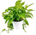 Golden Pothos (4" Grower Pot) - Trailing Air- Purifying, Easy to Grow Houseplant - Live Healthy Houseplant for Home Office Decoration