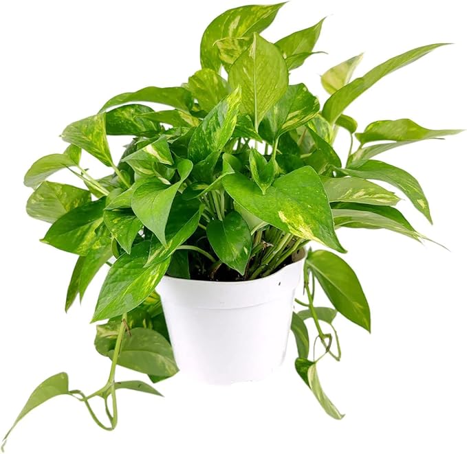Golden Pothos (8"+ Grower Pot) - Trailing Air- Purifying, Easy to Grow Houseplant - Live Healthy Houseplant for Home Office Decoration