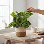 Live Plant, Lemon Lime Maranta Prayer Plant, Pet Friendly, Air Purifying Plant, Easy Care, Easy to Grow Live Indoor Plant, Houseplant, Rare Indoor Plant, Home Décor Pot (Jute Brown Assorted)