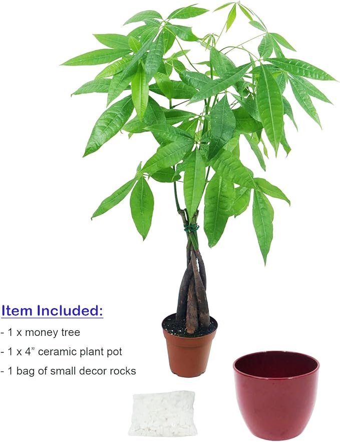 Athena's Garden Money Tree Plant Indoor Live Plant Pachira Money Tree with Ceramic Planter 18 Inches Tall, Red Pot - White Rocks, Medium