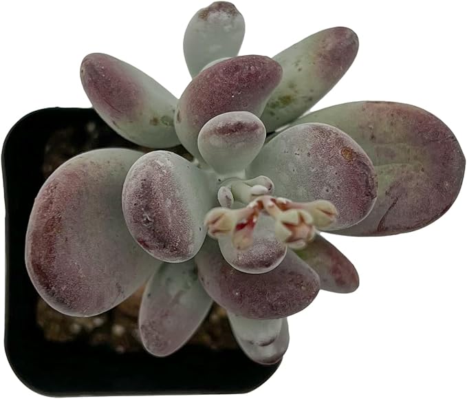 Sprout N Green Cotyledon Orbiculata cv., Rare Live Succulent Plant Fully Rooted in 2" Planter with Soil, Home Office Indoor Outdoor Wedding Decoration DIY Projects Party Favor, Keep Away from Pets
