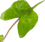Stingray Elephant Ear Live Plant - Alocasia stringray by Wellspring Gardens - Alocasia - Unique Foliage - Versatile Plant - Tropical Plant