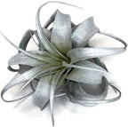 XL Xerographica Colored Air Plant, Live Tillandsia House Plant, Easy Care Indoor Outdoor, Great Gift, Healthy Arrival Guaranteed (Silver)