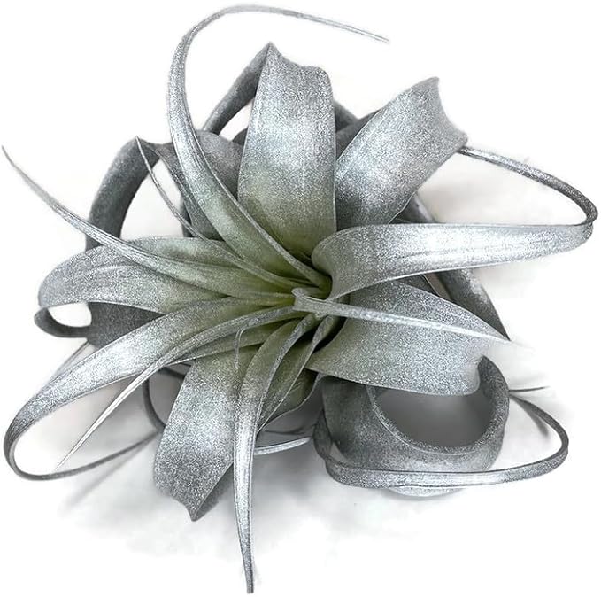 XL Xerographica Colored Air Plant, Live Tillandsia House Plant, Easy Care Indoor Outdoor, Great Gift, Healthy Arrival Guaranteed (Silver)
