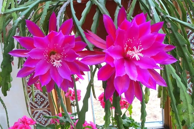 Purple Epiphyllum Orchid Cactus Cutting, 8 Inc to 10 Inc Tall, Succullent Plant Live, No Root