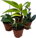 BubbleBlooms Hoya Variety Assortment 2 inch Set of 4 Grower's Choice Live Potted Premium Collection