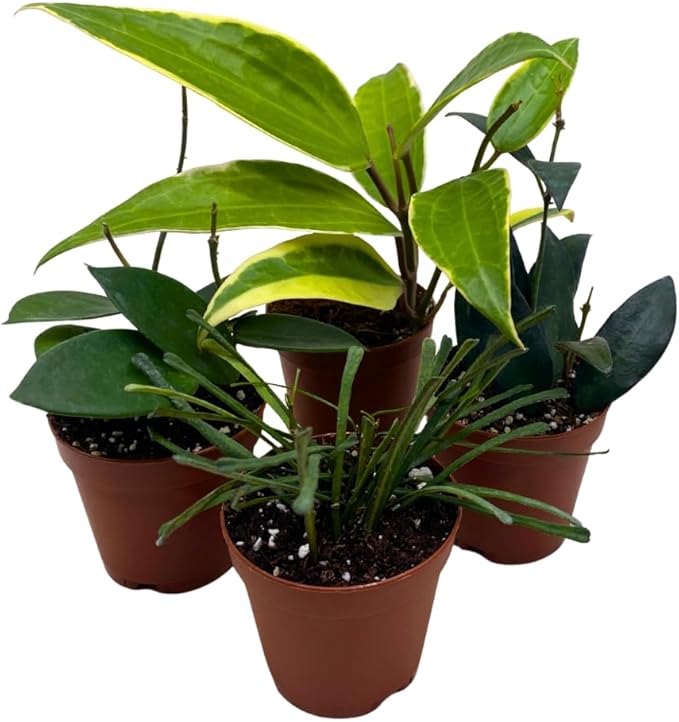 BubbleBlooms Hoya Variety Assortment 2 inch Set of 4 Grower's Choice Live Potted Premium Collection