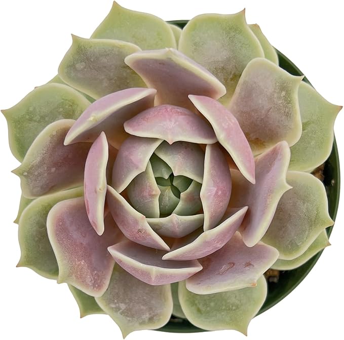 4" Live Succulent Plants Echeveria 'Lola', Easy Care Potted Succulents, Indoor Houseplant, Unique Gifts, Home Office Décor