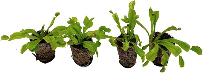 ragnaroc Sarracenia Purpurea SSP. Venosa 2-4" (Purple Pitcher Plant) & Dionaea Muscipula 2-4" (Venus Fly Trap) 4ct – Live Plant for Indoor Outdoor Use, Carnivorous Plants – Live Arrival Guaranteed