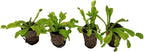 ragnaroc Sarracenia Purpurea SSP. Venosa 2-4" (Purple Pitcher Plant) & Dionaea Muscipula 2-4" (Venus Fly Trap) 4ct – Live Plant for Indoor Outdoor Use, Carnivorous Plants – Live Arrival Guaranteed
