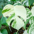 Rare Monstera Plant, Variegated Monstera Live Plant, Live Monstera Plant 3 Inches Height Bareroot for Indoor Planting