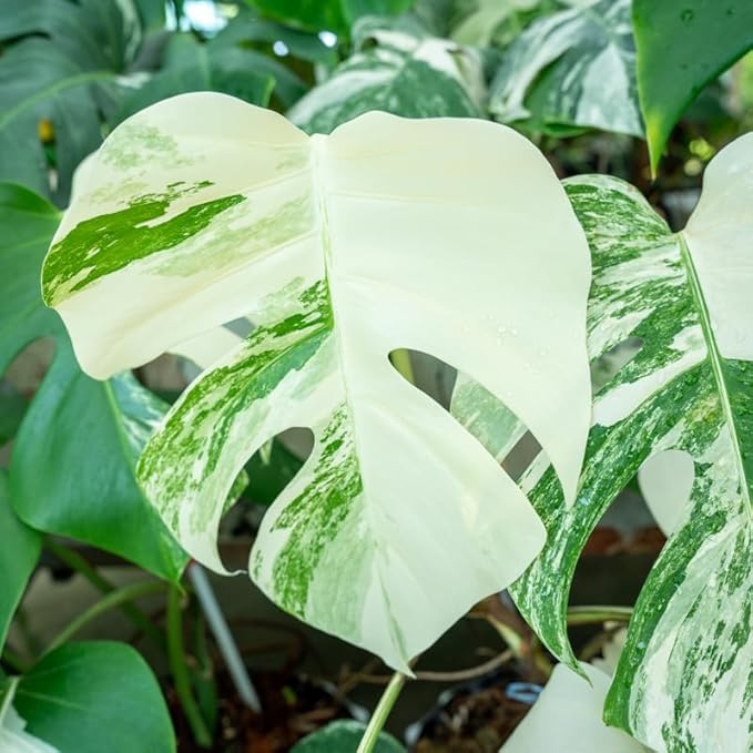 Rare Monstera Plant, Variegated Monstera Live Plant, Live Monstera Plant 3 Inches Height Bareroot for Indoor Planting