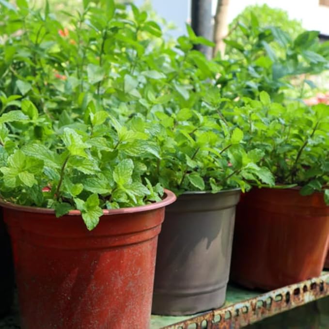 4 Mixed Mint Plants Live for Spring Planting, Fragrant Culinary Herb Mint for Indoor Outdoor Zones 3-11, Very Hardy and Fast Growing, Size 4-7" in Tall