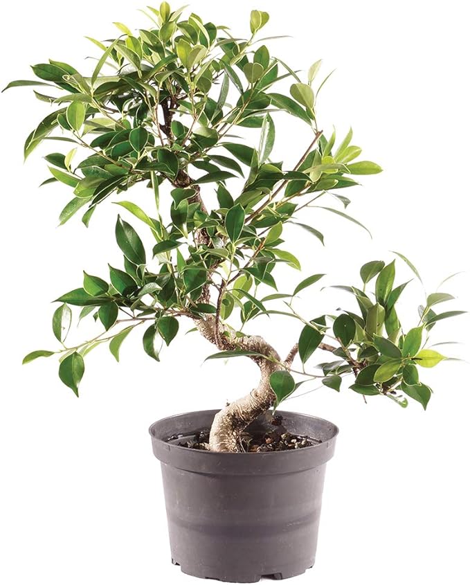 Brussel's Bonsai - Live Golden Gate Ficus Bonsai Tree in Grower Pot, Indoor Bonsai Plant, 7 Years Old, 8-10 Inches Tall, Easy Care Bonsai Houseplant for Home or Office (Medium, Green)