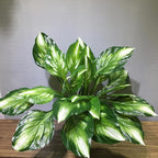 4 Packs Halcyon Hosta Perennial Artificial Plants 19" Large Faux Cordyline Shade Plant for for Home Garden Office Decoration