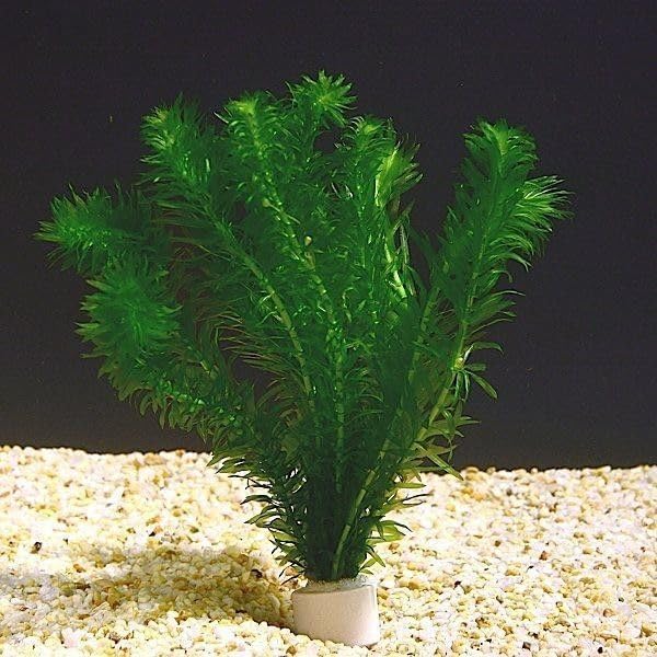 Anacharis Egeria Densa Bunch Live Aquarium Plants (Rooted in 2 Inch Pot)