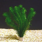Anacharis Egeria Densa Bunch Live Aquarium Plants (Rooted in 2 Inch Pot)