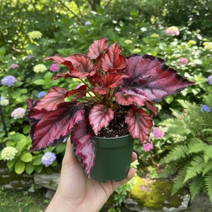 Begonia Live Plant, Begonias Live Plant, Rare Begonias Plants, 5-7 Inches in Height for Indoor Houseplant (Red Begonia)