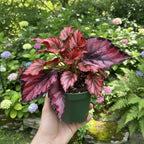 Begonia Live Plant, Begonias Live Plant, Rare Begonias Plants, 5-7 Inches in Height for Indoor Houseplant (Red Begonia)