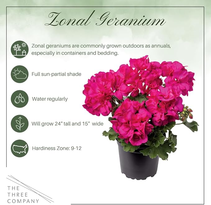 Live Flowering Zonal Geraniums - Grower's Choice Assorted Colors (3 Plants Per Pack) - Beautiful Spring Flowers - 12" Tall by 5" Wide in 1 Qt Pot