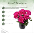 Live Flowering Zonal Geraniums - Grower's Choice Assorted Colors (3 Plants Per Pack) - Beautiful Spring Flowers - 12" Tall by 5" Wide in 1 Qt Pot