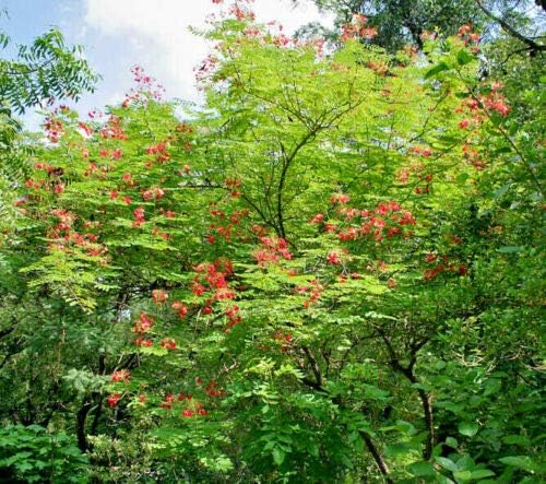 KVITER 10 Red Bird of Paradise seeds (Caesalpinia Pulcherrima) – Pride of Barbados,Dwarf Poinciana,Peacock Flower Seeds for Planting,Mexican Birds of Paradise – Perennial Bush seeds for Outdoor Garden