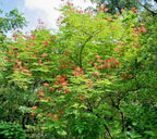 KVITER 10 Red Bird of Paradise seeds (Caesalpinia Pulcherrima) – Pride of Barbados,Dwarf Poinciana,Peacock Flower Seeds for Planting,Mexican Birds of Paradise – Perennial Bush seeds for Outdoor Garden