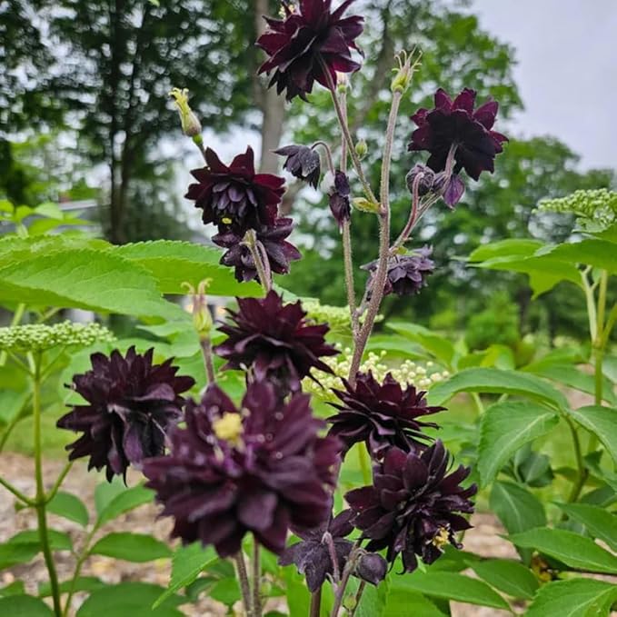 100+ Black Barlow Columbine Seeds Black Flowers Double Columbine Blooms Flower Plant