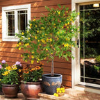 Brighter Blooms - Meyer Lemon Tree, 2-3 ft. - No Shipping to AK, AL, AZ, CA, FL, GA, HI, LA, MS, OR, TX