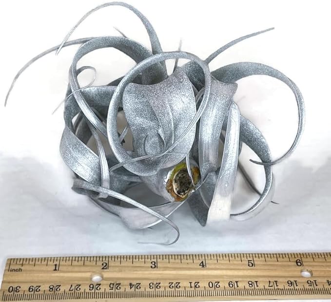 XL Xerographica Colored Air Plant, Live Tillandsia House Plant, Easy Care Indoor Outdoor, Great Gift, Healthy Arrival Guaranteed (Silver)