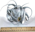 XL Xerographica Colored Air Plant, Live Tillandsia House Plant, Easy Care Indoor Outdoor, Great Gift, Healthy Arrival Guaranteed (Silver)